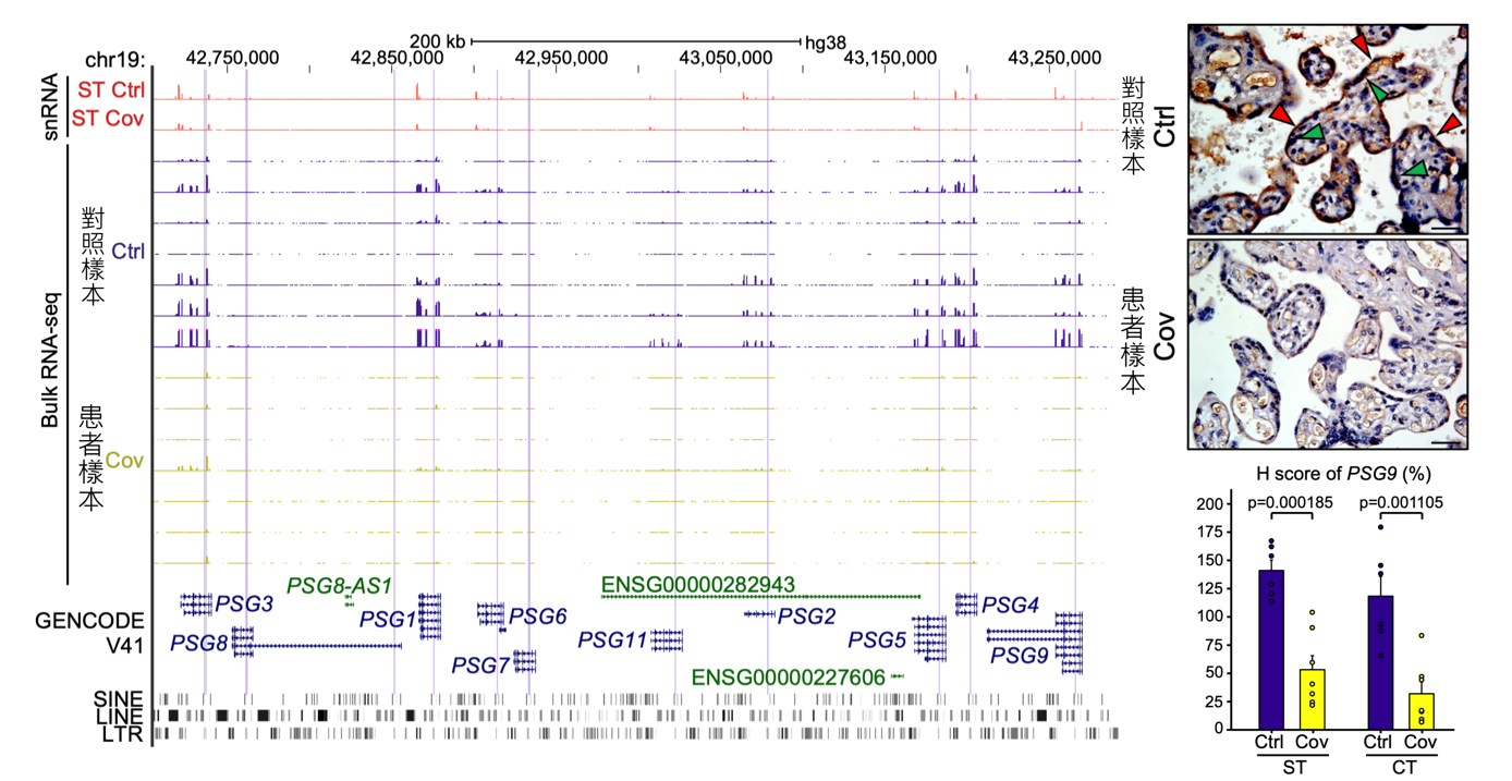 PSG gene